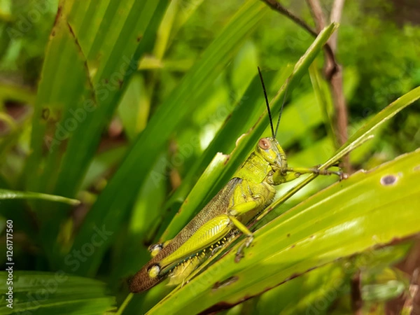 Fototapeta a grasshopper with the Latin name Caelifera that sits on a leaf