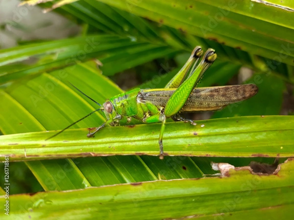 Fototapeta a grasshopper with the Latin name Caelifera that sits on a leaf