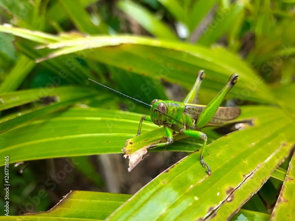 Fototapeta a grasshopper with the Latin name Caelifera that sits on a leaf