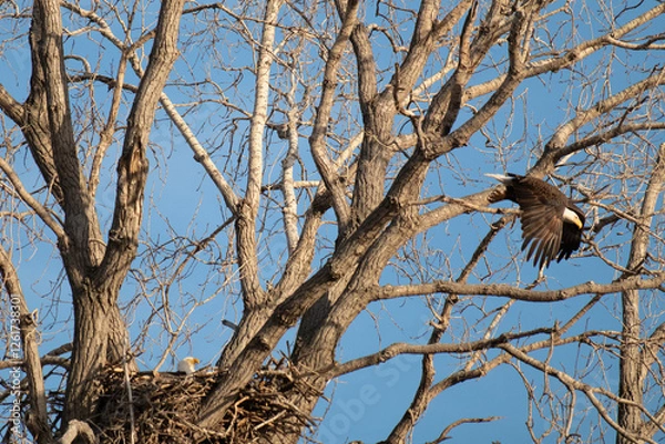 Fototapeta Bald Eagle flying from a nest
