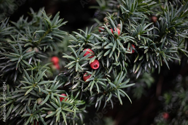 Fototapeta Yew Tree Branch with Red Berries