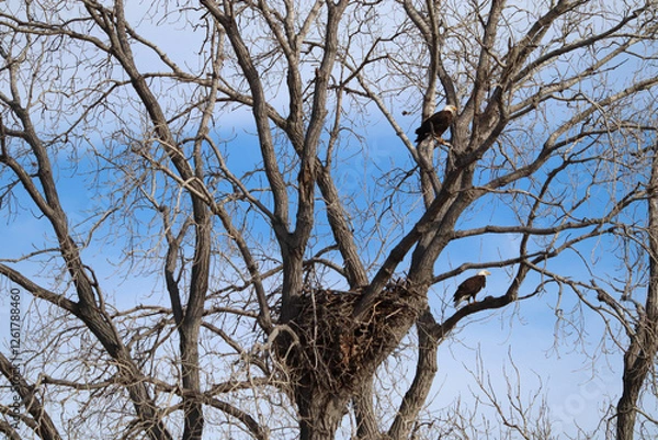 Fototapeta Bald Eagles in a tree by their nest