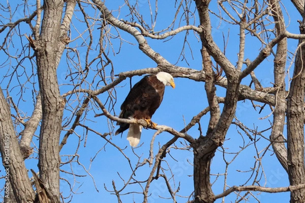 Fototapeta Bald Eagle sitting on a tree branch