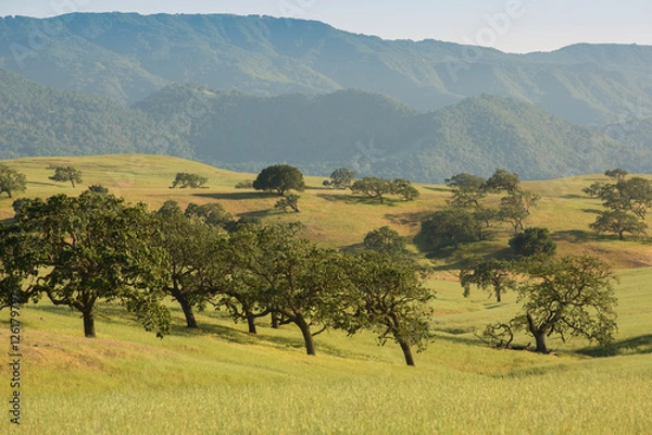 Obraz Country Oak Trees