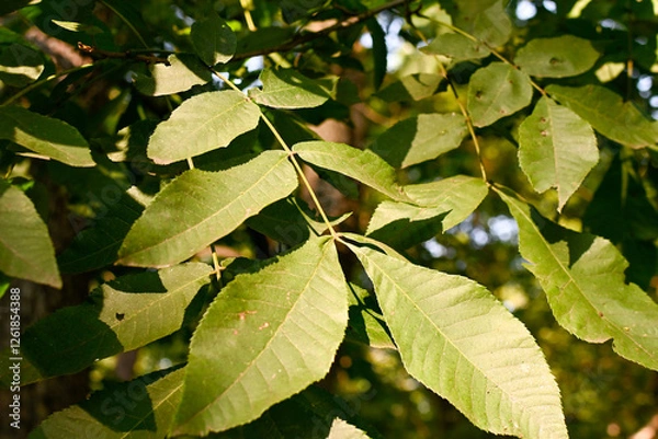 Obraz Bitternut Hickory Leaf