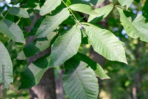 Obraz Bitternut Hickory Leaf