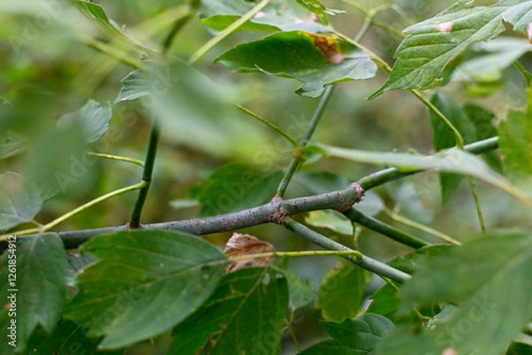 Obraz Box Elder Maple Leaves