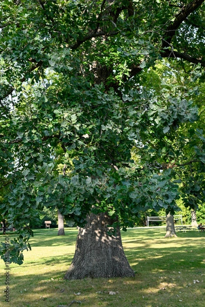 Obraz Bur Oak Tree