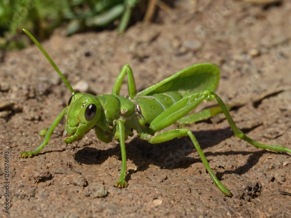 Fototapeta grasshopper on the ground