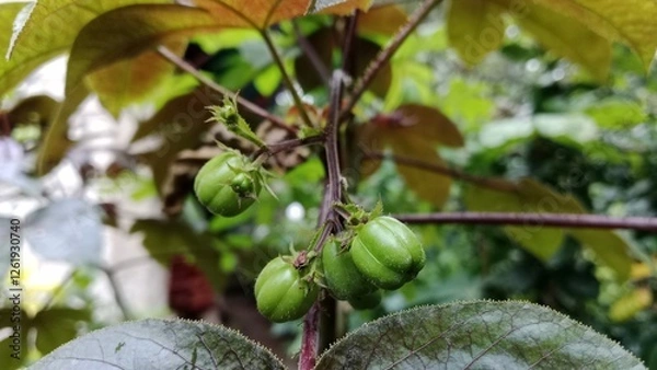 Fototapeta Red castor fruit is one of the ingredients for making castor oil which is widely used by women to maintain skin moisture, etc