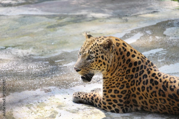 Obraz Portrait of a Panther. Close-up of face and torso of beautiful spotted Panther.
