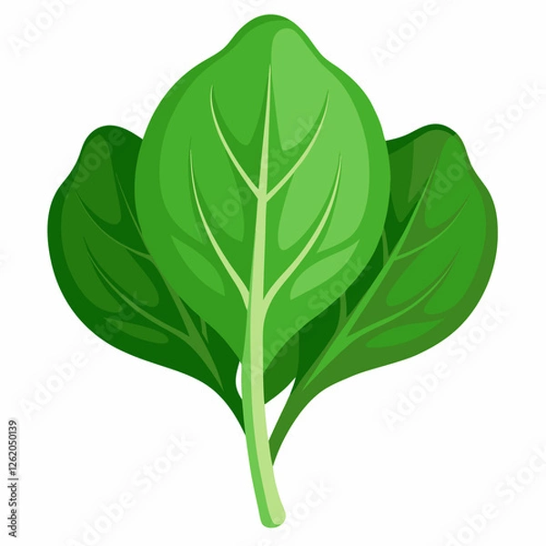 Fototapeta fresh spinach leaf