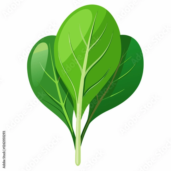 Fototapeta fresh spinach leaf