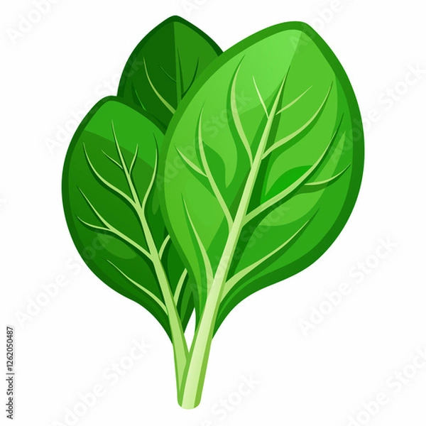 Fototapeta fresh spinach leaf