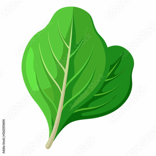 Fototapeta fresh spinach leaf