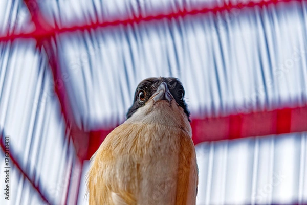 Fototapeta A bird in a red wooden-barred cage., close up of a bird