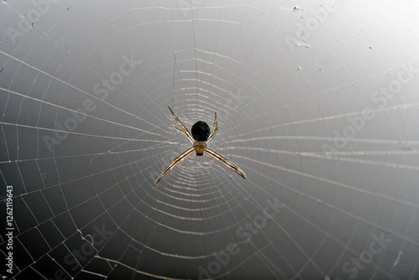 Obraz A funny pose of a spider on its web, with a soft sunlight background., spider on web
