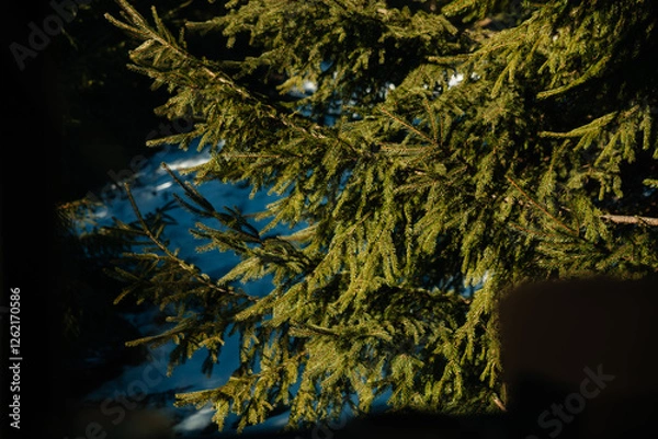 Obraz close up of a pine tree green forest juniper