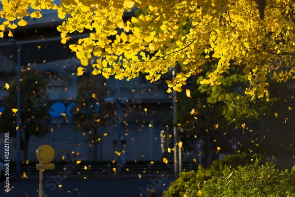 Fototapeta 銀杏　落葉舞う