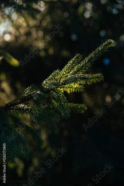 Fototapeta A green branch of a pine in the rays of the sun