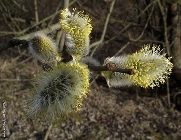 Fototapeta Flowering catkin