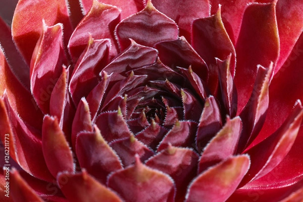 Fototapeta Colourful leaves of the succulent Sempervivum Hen and Chicks plant in bright sunshine in the rock garden, closeup.	