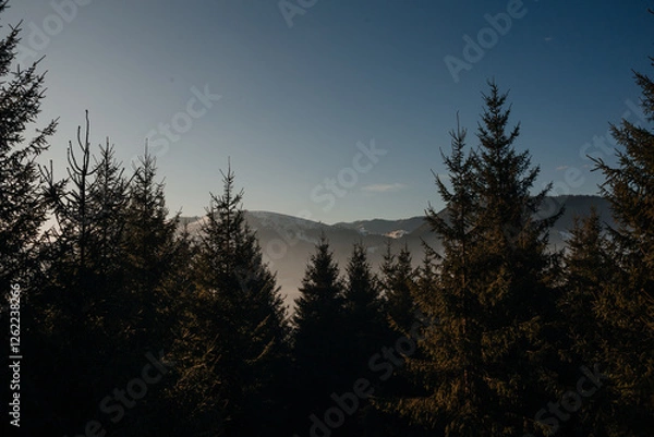 Fototapeta coniferous pine green forest against the background of mountains and clear blue sky, Ukraine