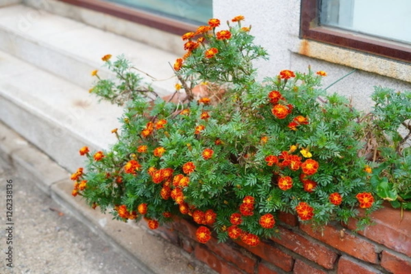 Fototapeta flowers on the wall