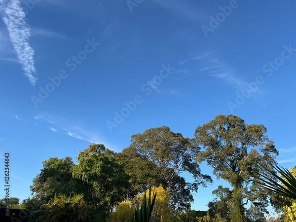 Fototapeta trees and sky
