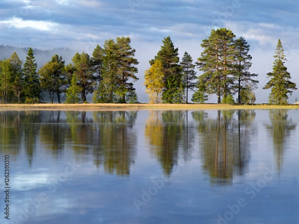 Obraz lake in the forest