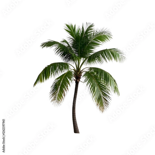 Fototapeta Vibrant tropical palm tree with a gently curved trunk and lush green fronds