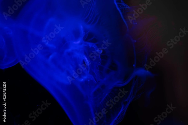 Obraz Glowing Jellyfish in the Dark Depths of the Ocean