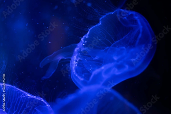 Obraz Glowing Jellyfish in the Dark Depths of the Ocean
