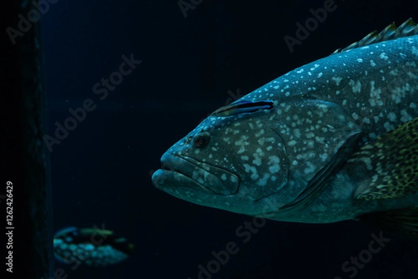 Fototapeta Large Grouper with Cleaner Fish in the Depths of the Ocean