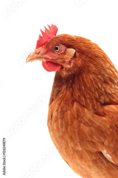 Obraz The red chicken