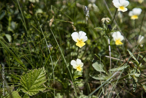 Obraz Floewr named “Viole”
Detail of flower named “viola””.
