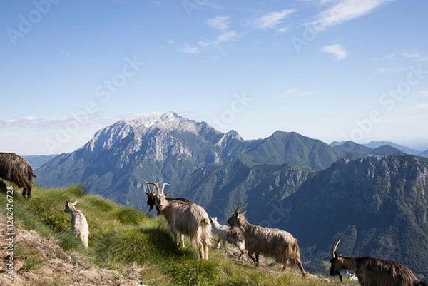 Obraz Group of goats.
Goats grazing in a mountain meadow with in the background the mountain named “Grigna”.
