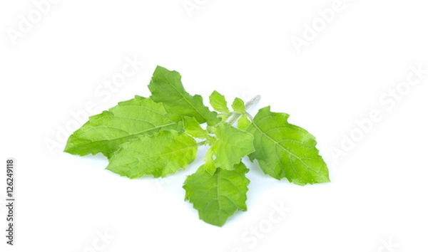Obraz Holy Basil,Ocimum sanctum isolate on white background