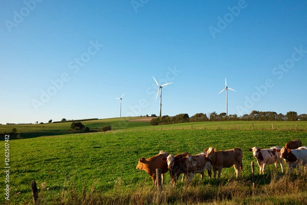 Fototapeta Cows on pasture, wind turbines in background