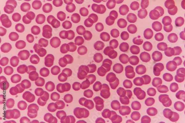 Obraz Normal red blood cells