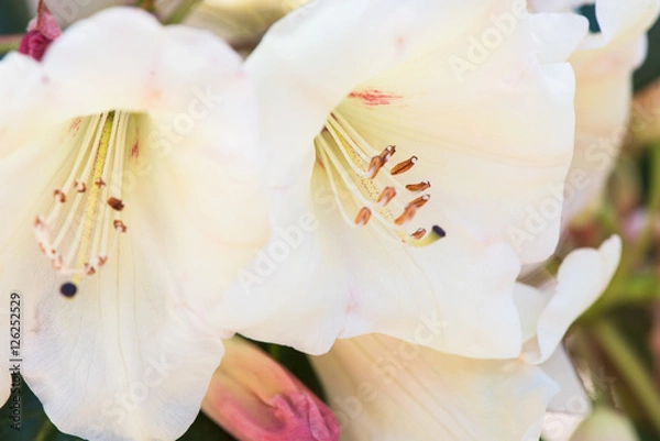 Fototapeta closeup Rohdodendron bloom
