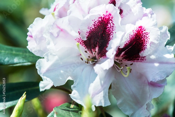 Fototapeta closeup Rohdodendron bloom
