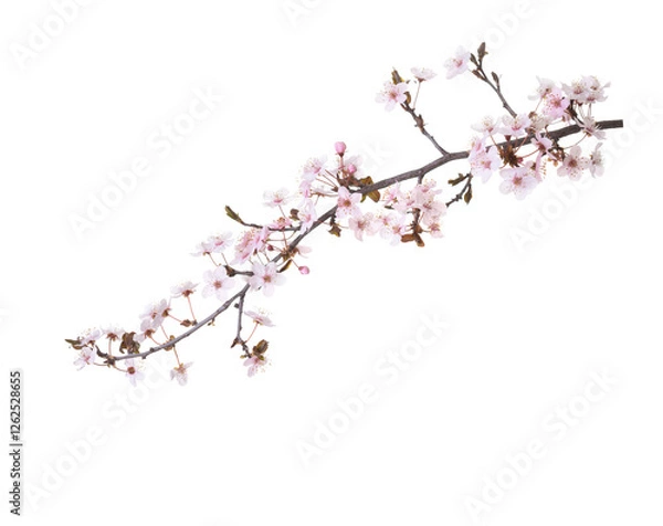 Fototapeta Branch with pale pink flowers of Sakura  isolated on white background.