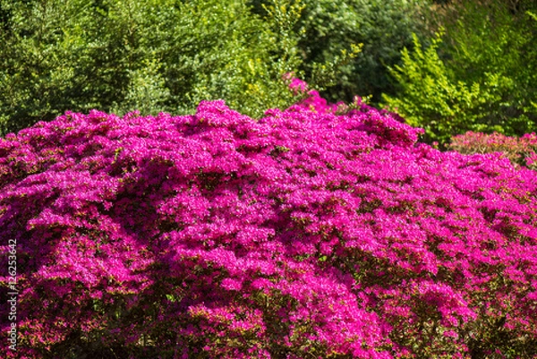 Fototapeta closeup Rohdodendron bloom