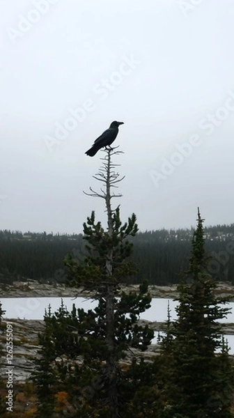 Fototapeta Lone crow perched atop a dead tree overlooking a misty mountain lake; serene nature scene ideal for wildlife, travel, or environmental publications