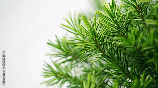 Fototapeta A fresh green pine tree branch with detailed needles set against a clean white background, creating a minimalist natural composition  
