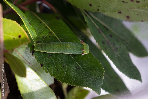 Obraz Butterfly Metamorphose (Charaxes Jasius)