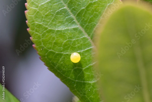 Obraz Butterfly Metamorphose (Charaxes Jasius)