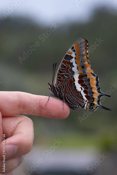 Obraz Butterfly Metamorphose (Charaxes Jasius)