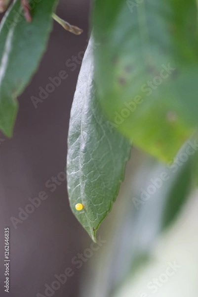 Obraz Butterfly Metamorphose (Charaxes Jasius)